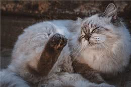 猫癣和狗癣:宠物的小烦恼，还是我们的大问题?