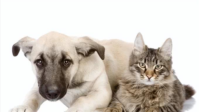 猫咪和狗狗并不是一辈子的宿敌，做到这几步就可以让它们友好相处
