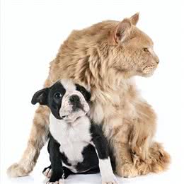 猫咪和狗狗并不是一辈子的宿敌，做到这几步就可以让它们友好相处