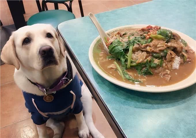 几种对狗狗健康危害特别大的食物，最好别吃!