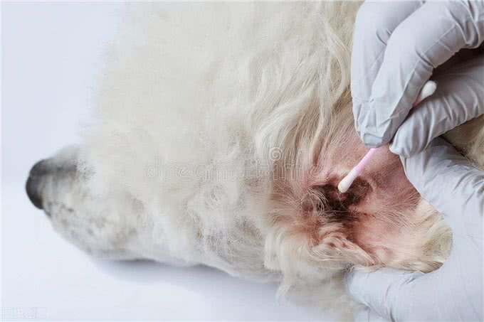 狗狗耳螨如何处理，用什么东西清洁耳朵