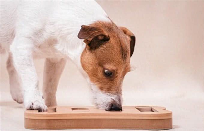 狗狗的益智玩具:你的爱犬需要它，不是必须，而是非常推荐!