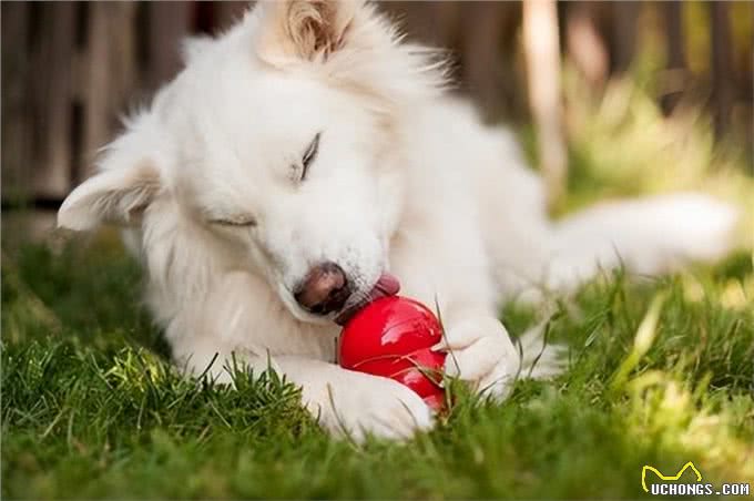 狗狗的益智玩具:你的爱犬需要它，不是必须，而是非常推荐!