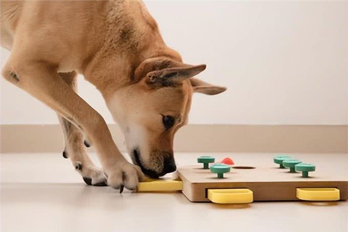 狗狗的益智玩具:你的爱犬需要它，不是必须，而是非常推荐!