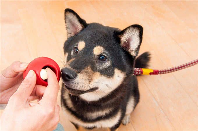 狗狗的益智玩具:你的爱犬需要它，不是必须，而是非常推荐!