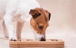狗狗的益智玩具:你的爱犬需要它，不是必须，而是非常推荐!