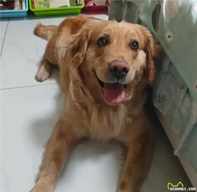 当你提前2个小时出门遛狗…你那还没睡醒的狗，可能就会整这死出