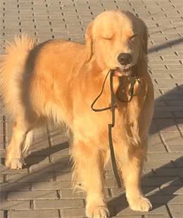 当你提前2个小时出门遛狗…你那还没睡醒的狗，可能就会整这死出