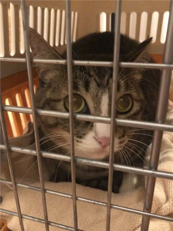 网友收养了一只怪癖猫，每天叼着公仔去晒太阳，查看监控后泪崩