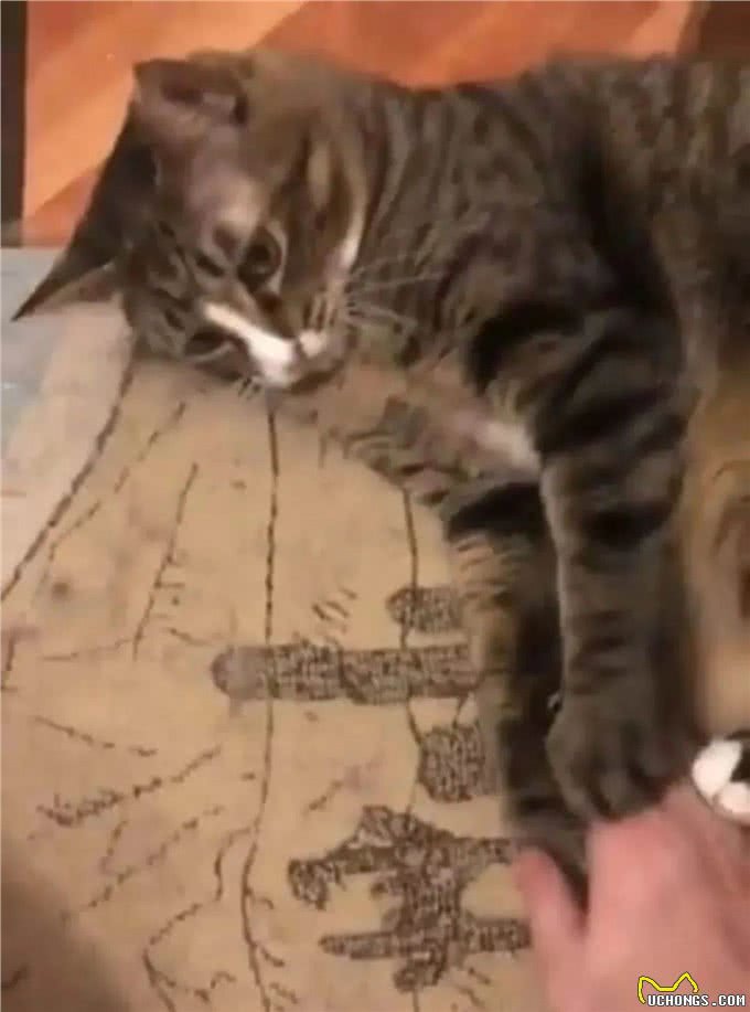 网友收养了一只怪癖猫，每天叼着公仔去晒太阳，查看监控后泪崩