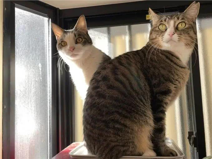 网友收养了一只怪癖猫，每天叼着公仔去晒太阳，查看监控后泪崩