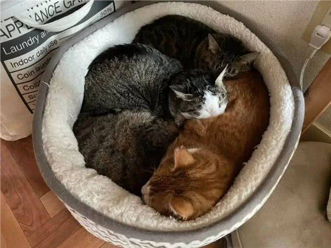 网友收养了一只怪癖猫，每天叼着公仔去晒太阳，查看监控后泪崩