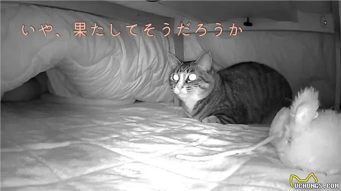 网友收养了一只怪癖猫，每天叼着公仔去晒太阳，查看监控后泪崩