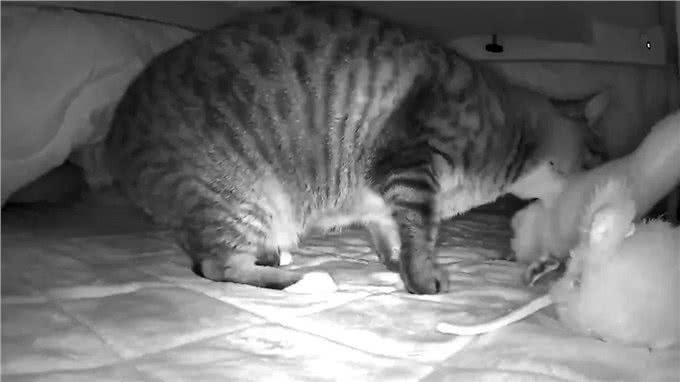 网友收养了一只怪癖猫，每天叼着公仔去晒太阳，查看监控后泪崩