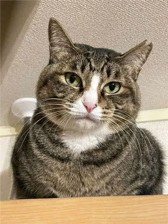 网友收养了一只怪癖猫，每天叼着公仔去晒太阳，查看监控后泪崩