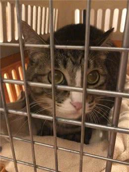 网友收养了一只怪癖猫，每天叼着公仔去晒太阳，查看监控后泪崩
