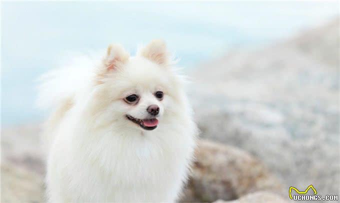 适合家养的小型犬
