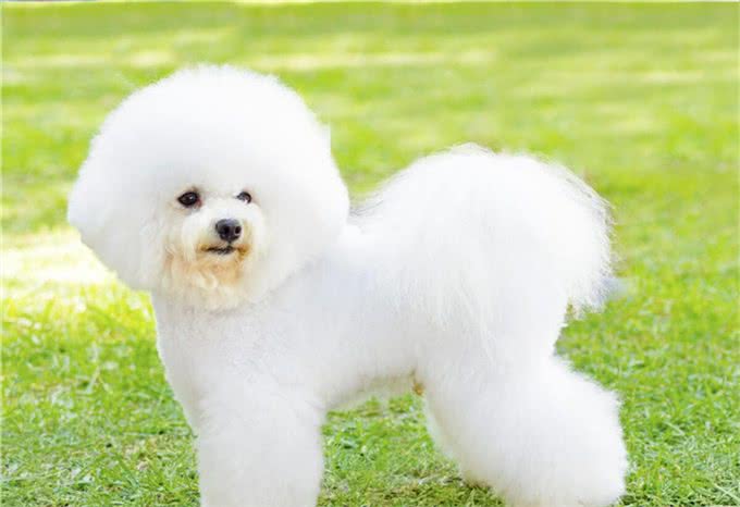 适合家养的小型犬