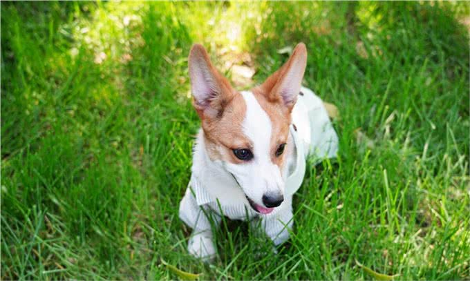 适合家养的小型犬