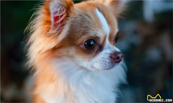适合家养的小型犬