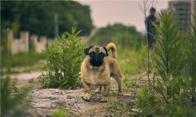 适合家养的小型犬