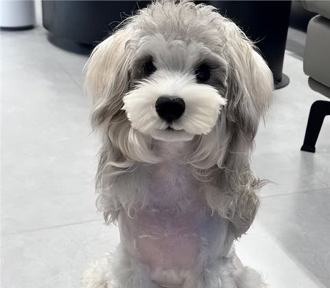 泪痕消失术!雪纳瑞秒变电眼小秘诀，你get了吗?