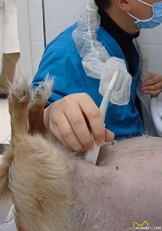 疑似怀孕的弃养胖狗做体检，全程双腿抖如筛糠，结果只是脂肪肝?