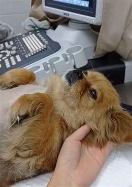 疑似怀孕的弃养胖狗做体检，全程双腿抖如筛糠，结果只是脂肪肝?