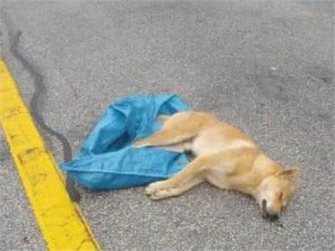 生死瞬间，狗狗的急救方法