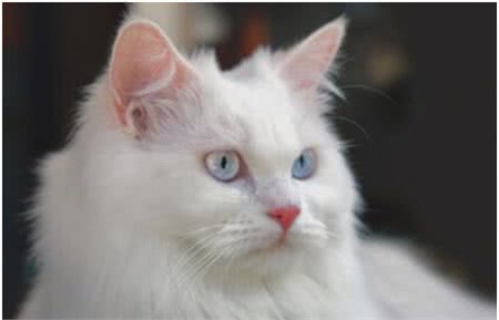 世界上最古老的猫，土耳其安哥拉猫起源于16世纪，非常喜欢水