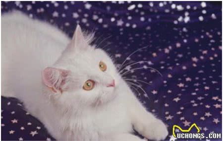 世界上最古老的猫，土耳其安哥拉猫起源于16世纪，非常喜欢水
