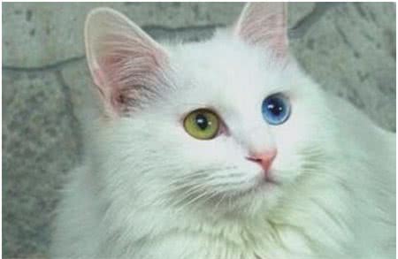 世界上最古老的猫，土耳其安哥拉猫起源于16世纪，非常喜欢水