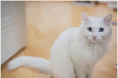 世界上最古老的猫，土耳其安哥拉猫起源于16世纪，非常喜欢水