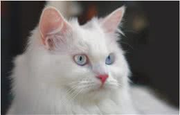 世界上最古老的猫，土耳其安哥拉猫起源于16世纪，非常喜欢水