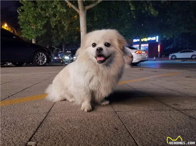 和狗狗关系再好，也要记住这6不要，小心别踩雷!