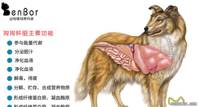 可怕，在主人毫不知情的情况下，这种疾病就夺走了狗狗的生命