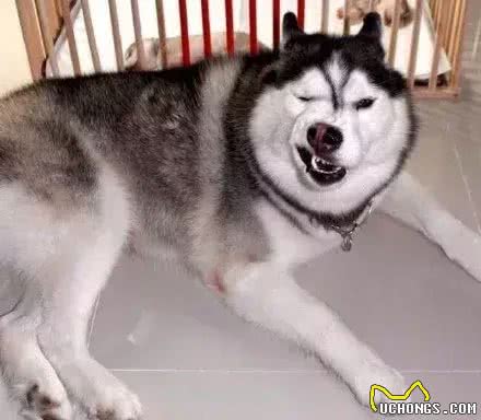 养一只哈士奇是一种什么样的体验?