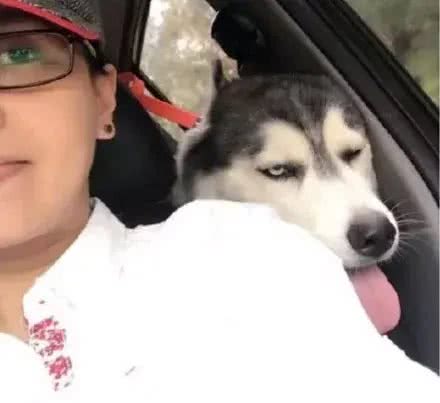 养一只哈士奇是一种什么样的体验?