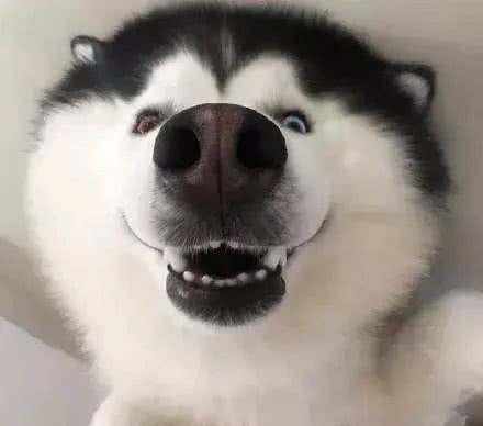 养一只哈士奇是一种什么样的体验?