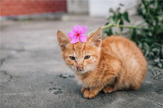 猫贩子眼里，比较容易上当受骗的三种铲屎官!