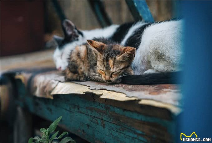 猫贩子眼里，比较容易上当受骗的三种铲屎官!