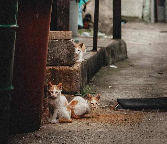 猫贩子眼里，比较容易上当受骗的三种铲屎官!