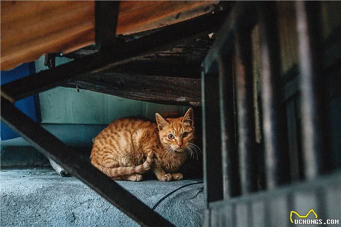 猫贩子眼里，比较容易上当受骗的三种铲屎官!