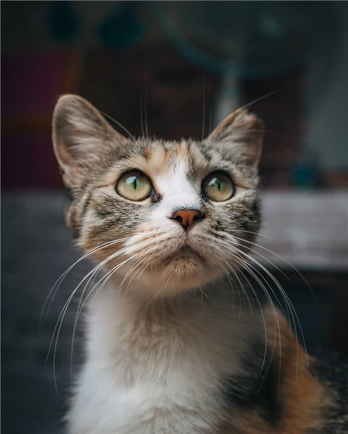 猫贩子眼里，比较容易上当受骗的三种铲屎官!