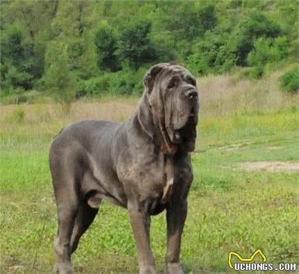 世界十大最强悍猛犬!藏獒只是个小乖乖，更凶猛的大有狗在