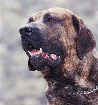 世界十大最强悍猛犬!藏獒只是个小乖乖，更凶猛的大有狗在