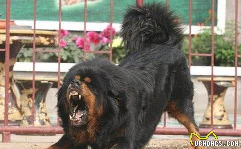 世界十大最强悍猛犬!藏獒只是个小乖乖，更凶猛的大有狗在
