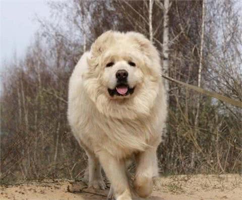 世界十大最强悍猛犬!藏獒只是个小乖乖，更凶猛的大有狗在