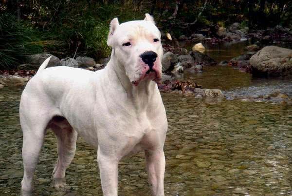 世界十大最强悍猛犬!藏獒只是个小乖乖，更凶猛的大有狗在
