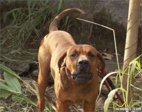 世界十大最强悍猛犬!藏獒只是个小乖乖，更凶猛的大有狗在